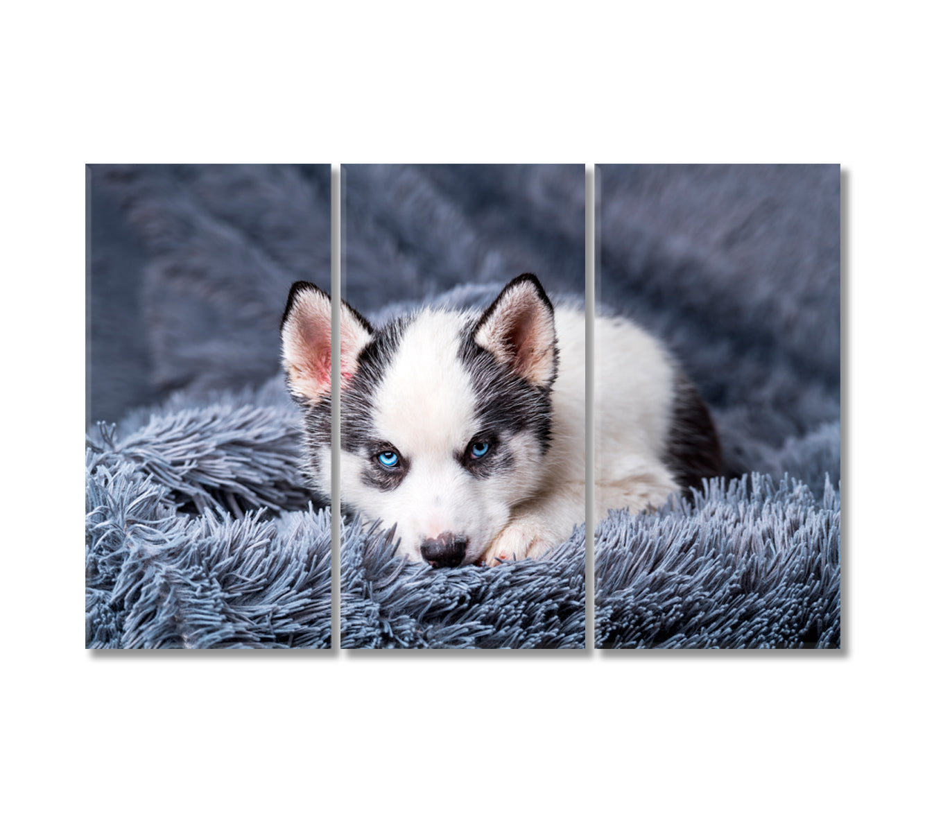 Cute Husky Puppy Canvas Print-Canvas Print-CetArt-3 Panels-36x24 inches-CetArt