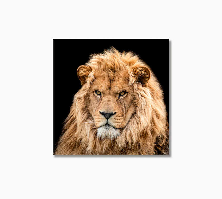 Portrait of Lion square canvas on white background