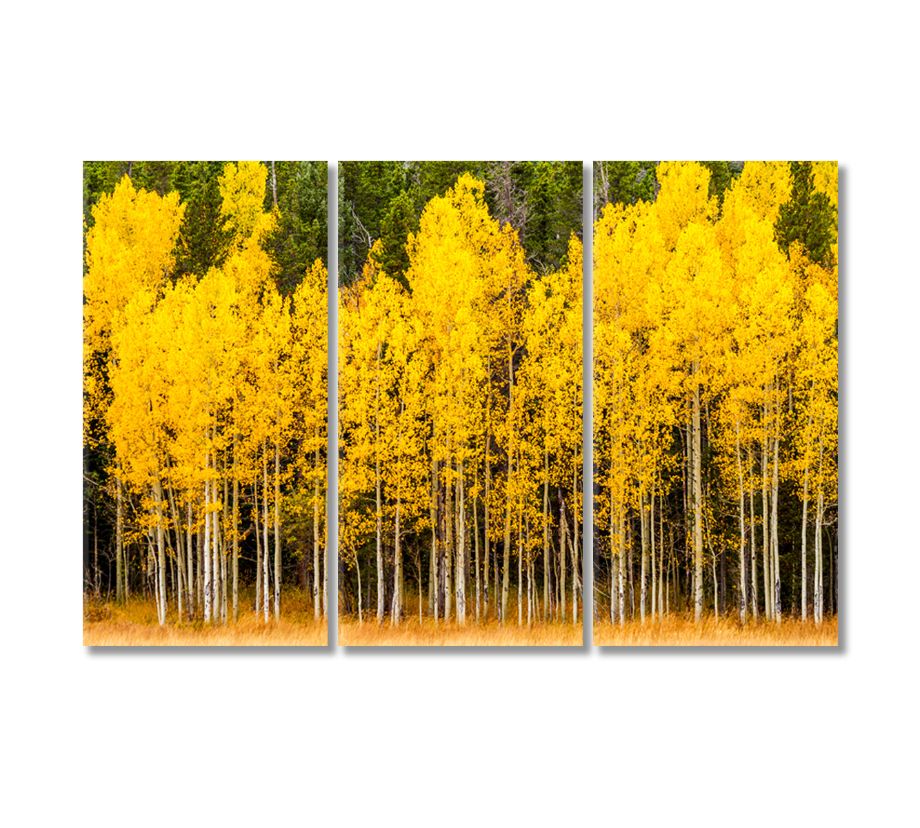 Yellow Aspen Tree in Mountains of Colorado Canvas Print-Canvas Print-CetArt-3 Panels-36x24 inches-CetArt