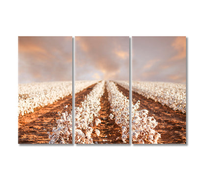 Cotton Fields of Texas Canvas Print-Canvas Print-CetArt-3 Panels-36x24 inches-CetArt