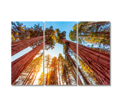 Sequoia Forest National Park California Canvas Print-Canvas Print-CetArt-3 Panels-36x24 inches-CetArt