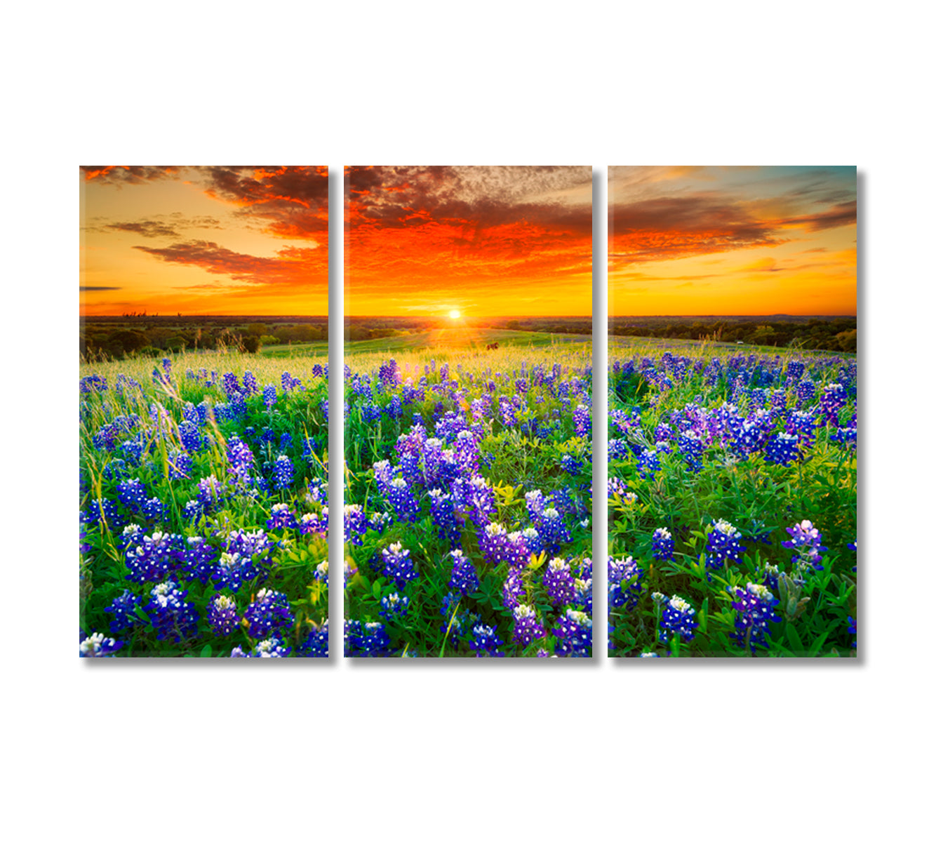 Bluebonnets Field at Sunset Texas Canvas Print-Canvas Print-CetArt-3 Panels-36x24 inches-CetArt