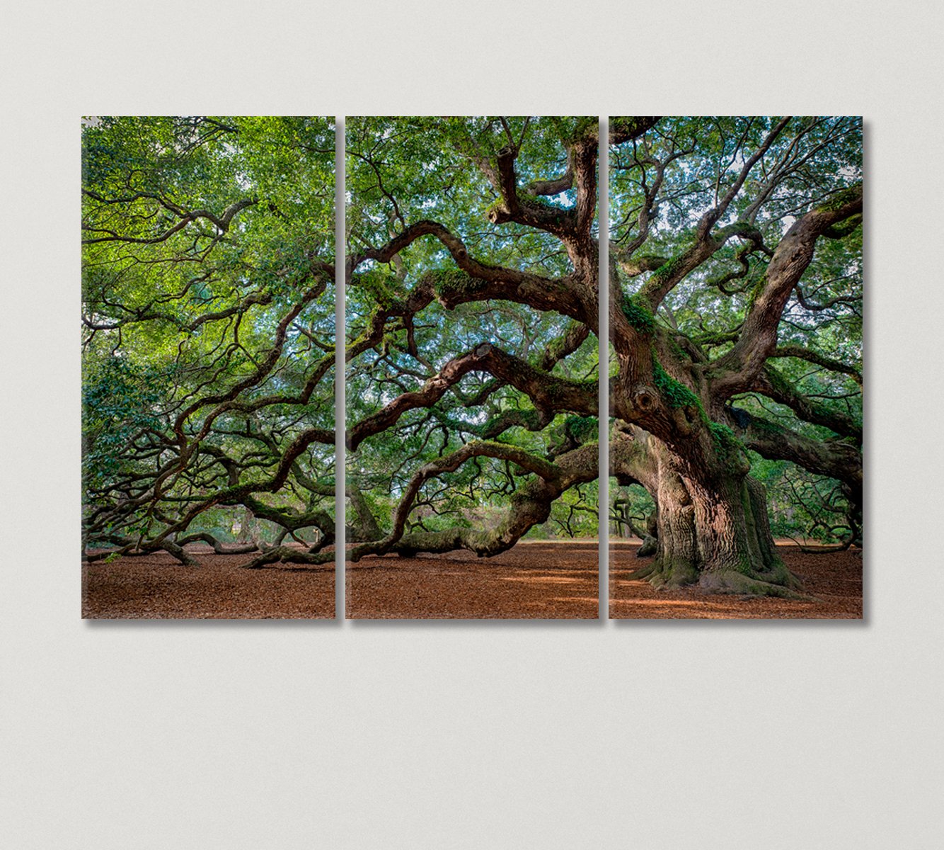 Oak Tree Canvas Print-Canvas Print-CetArt-3 Panels-36x24 inches-CetArt