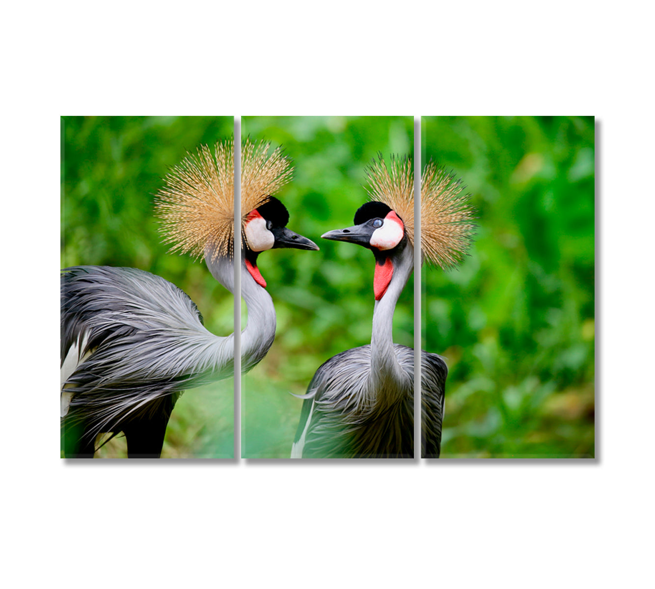 Grey Crowned Crane Birds Canvas Print-Canvas Print-CetArt-3 Panels-36x24 inches-CetArt