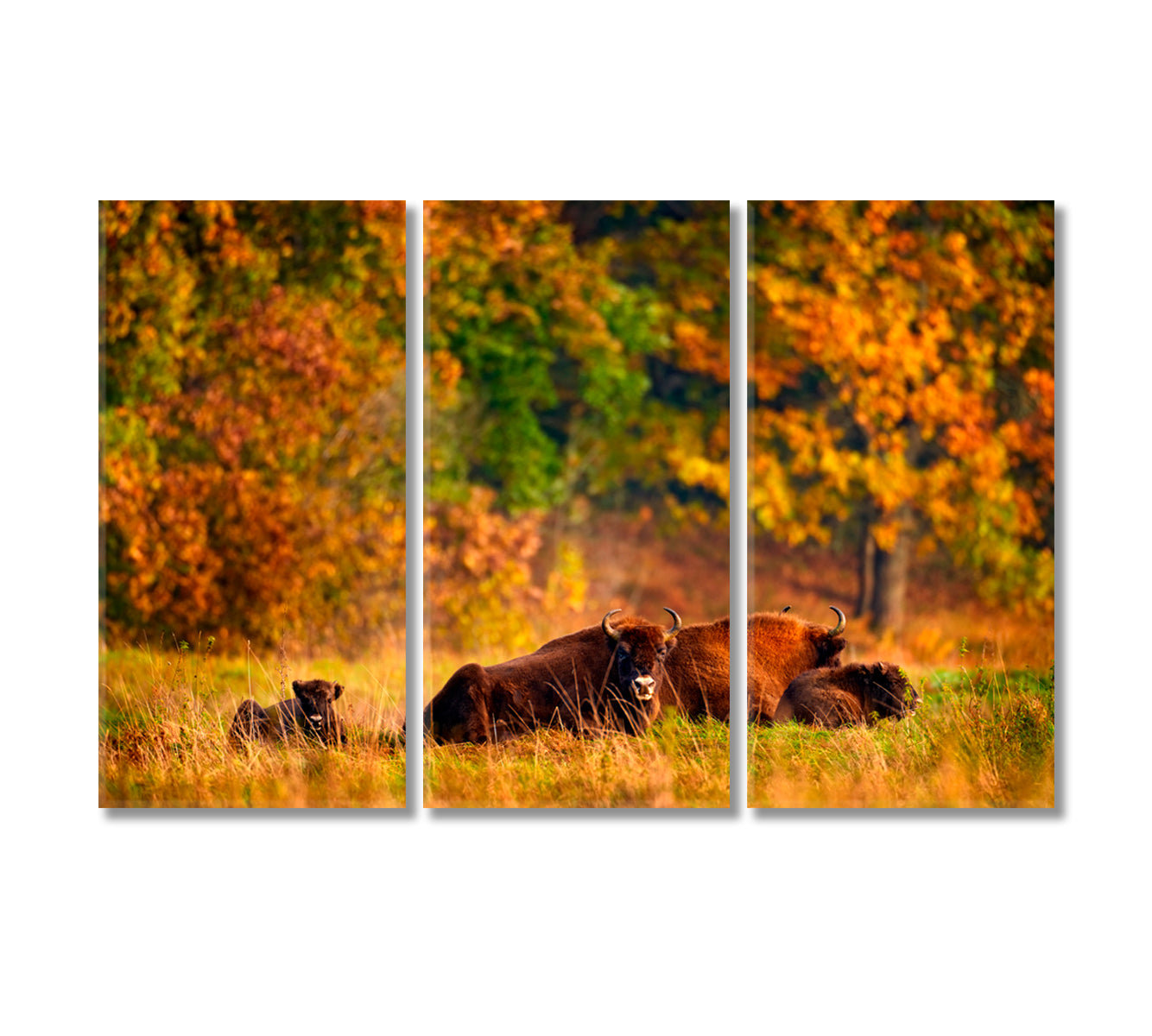 Bison Family in Autumn Forest Canvas Print-Canvas Print-CetArt-3 Panels-36x24 inches-CetArt