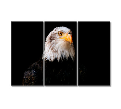 Powerful Bird Bald Eagle Canvas Print-Canvas Print-CetArt-3 Panels-36x24 inches-CetArt