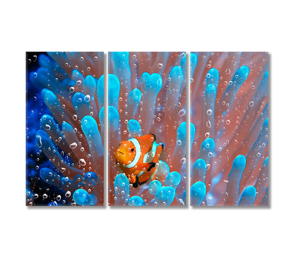 Coral Reef Underwater Clownfish in Anemone Canvas Print-Canvas Print-CetArt-3 Panels-36x24 inches-CetArt