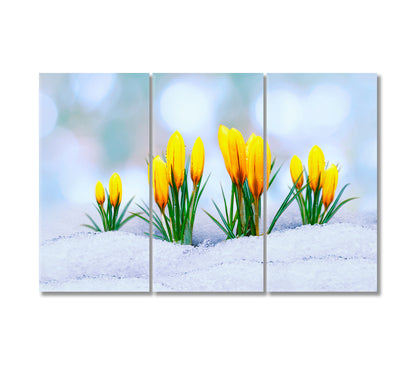 Yellow Crocus Flower in Snow Canvas Print-Canvas Print-CetArt-3 Panels-36x24 inches-CetArt