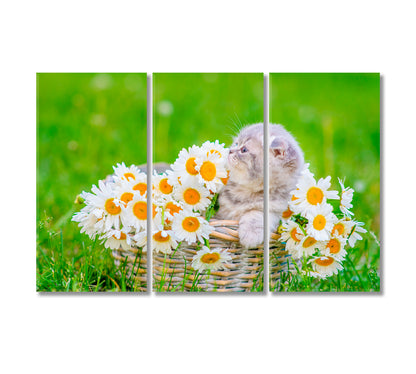 Fluffy Gray Scottish Kitten in Basket with Daisies Canvas Print-Canvas Print-CetArt-3 Panels-36x24 inches-CetArt
