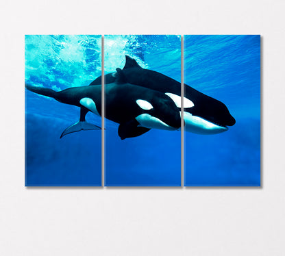 Killer Whale Female with Cub Canvas Print-Canvas Print-CetArt-3 Panels-36x24 inches-CetArt