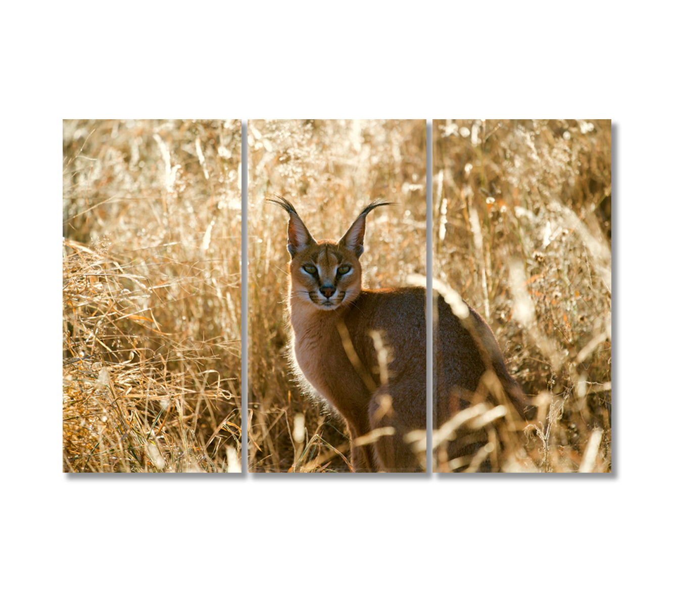 Caracal African Lynx Canvas Print-Canvas Print-CetArt-3 Panels-36x24 inches-CetArt