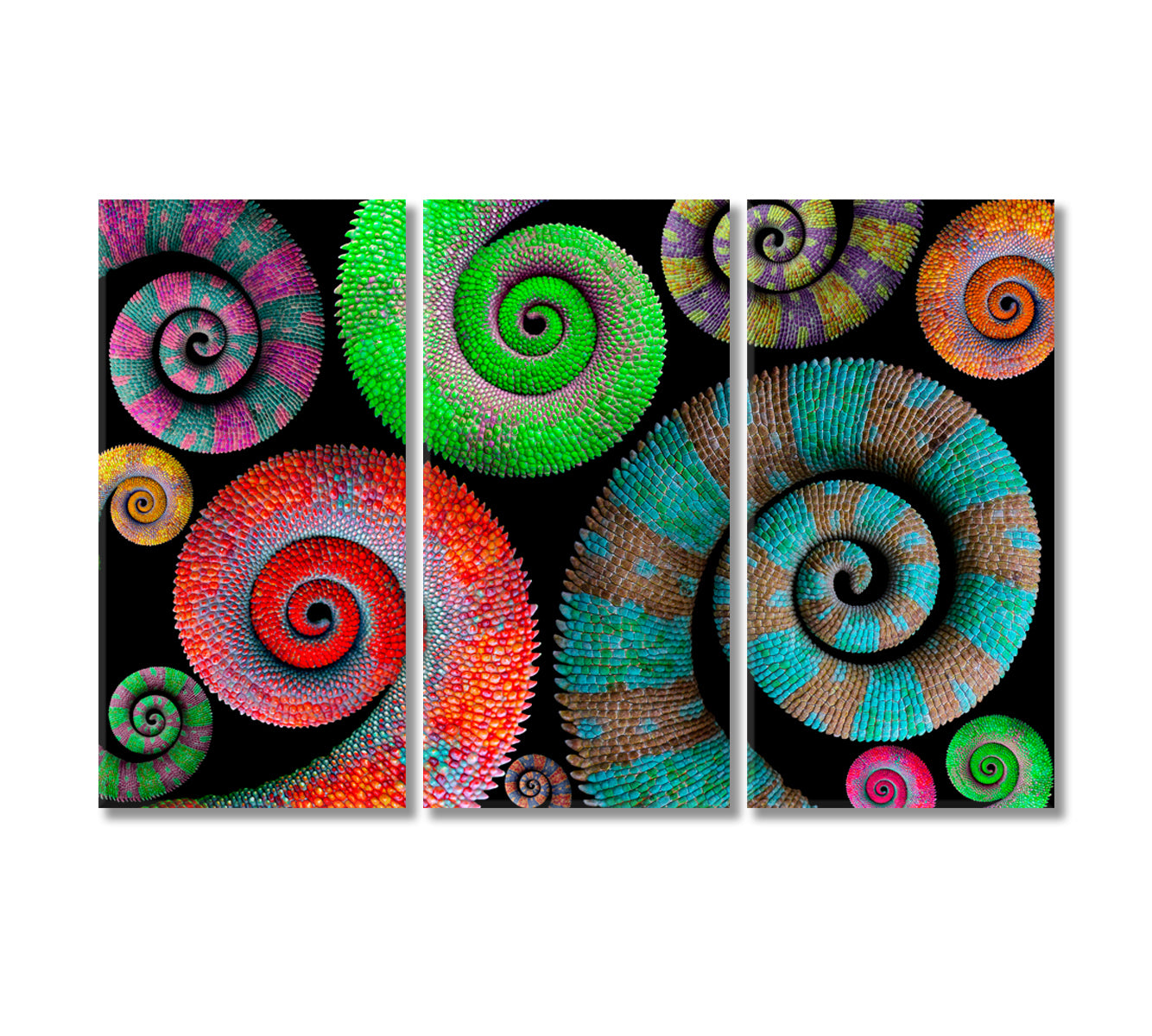 Colorful Chameleon Tails Canvas Print-Canvas Print-CetArt-3 Panels-36x24 inches-CetArt