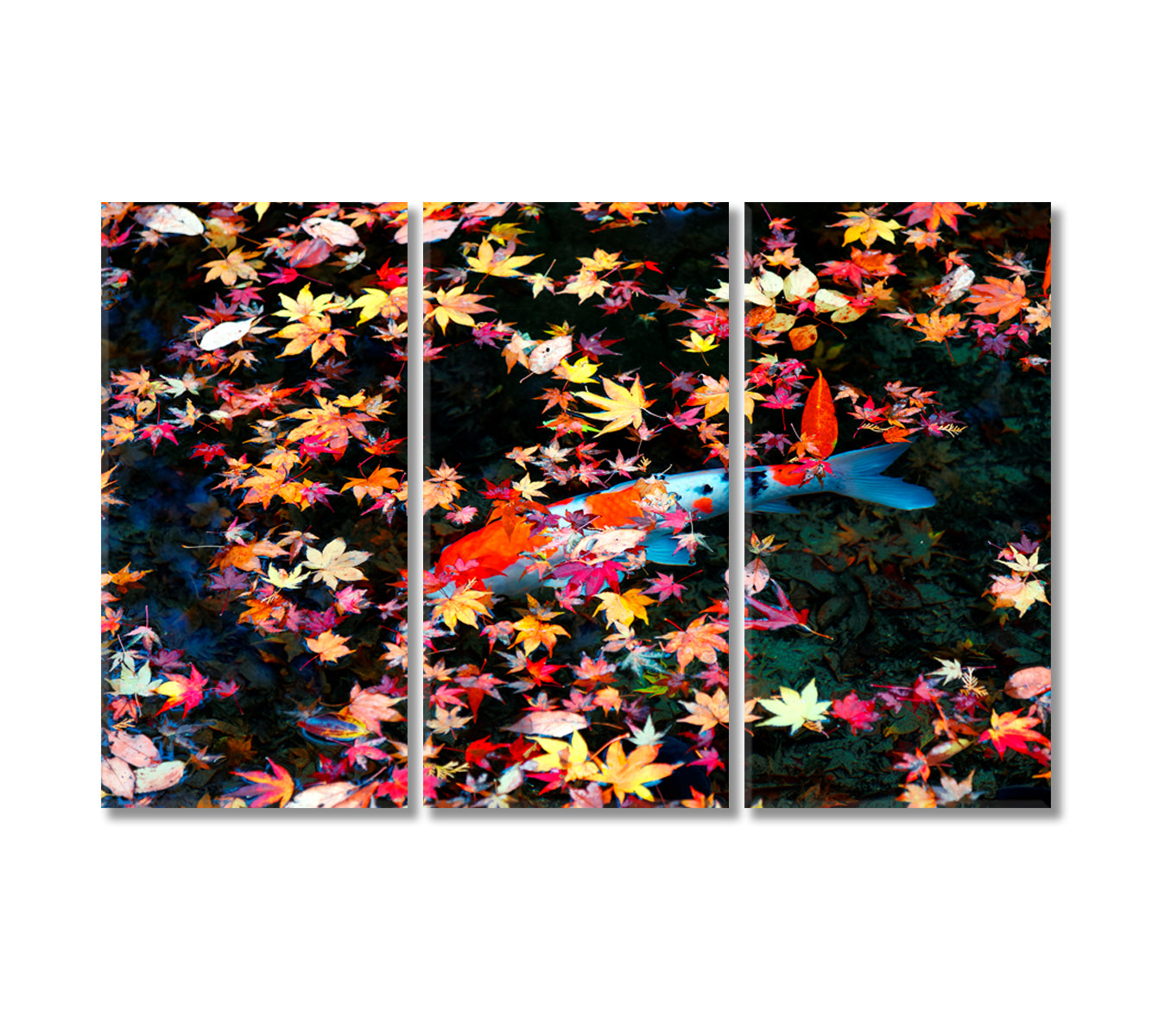 Koi Fish Fancy Carp in Pond with Maple Leaves Canvas Print-Canvas Print-CetArt-3 Panels-36x24 inches-CetArt