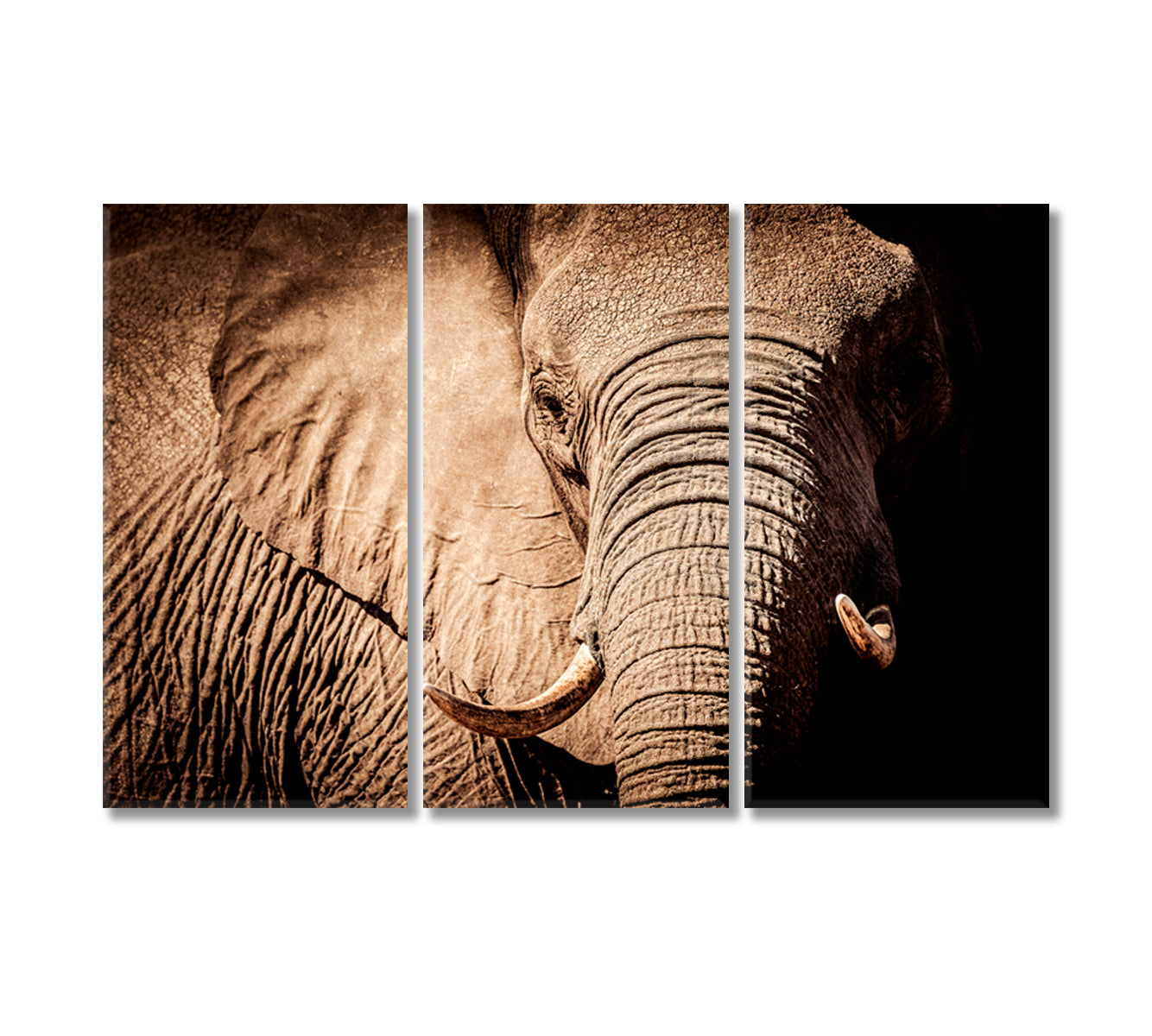 Wild African Elephant Canvas Print-Canvas Print-CetArt-3 Panels-36x24 inches-CetArt