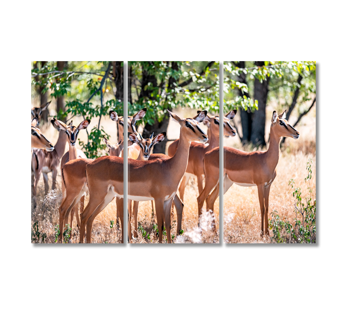 Herd of Impala in Forest Etosha National Park Namibia Africa Canvas Print-Canvas Print-CetArt-3 Panels-36x24 inches-CetArt