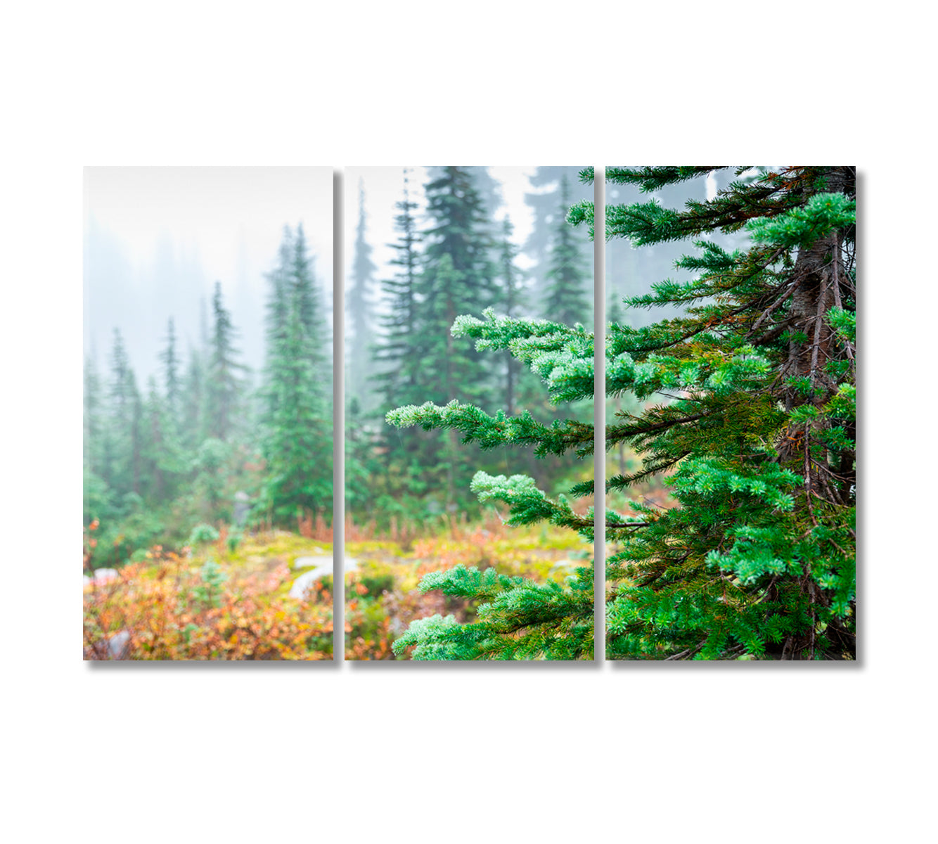 Green Pine Forest in Winter Canvas Print-Canvas Print-CetArt-3 Panels-36x24 inches-CetArt