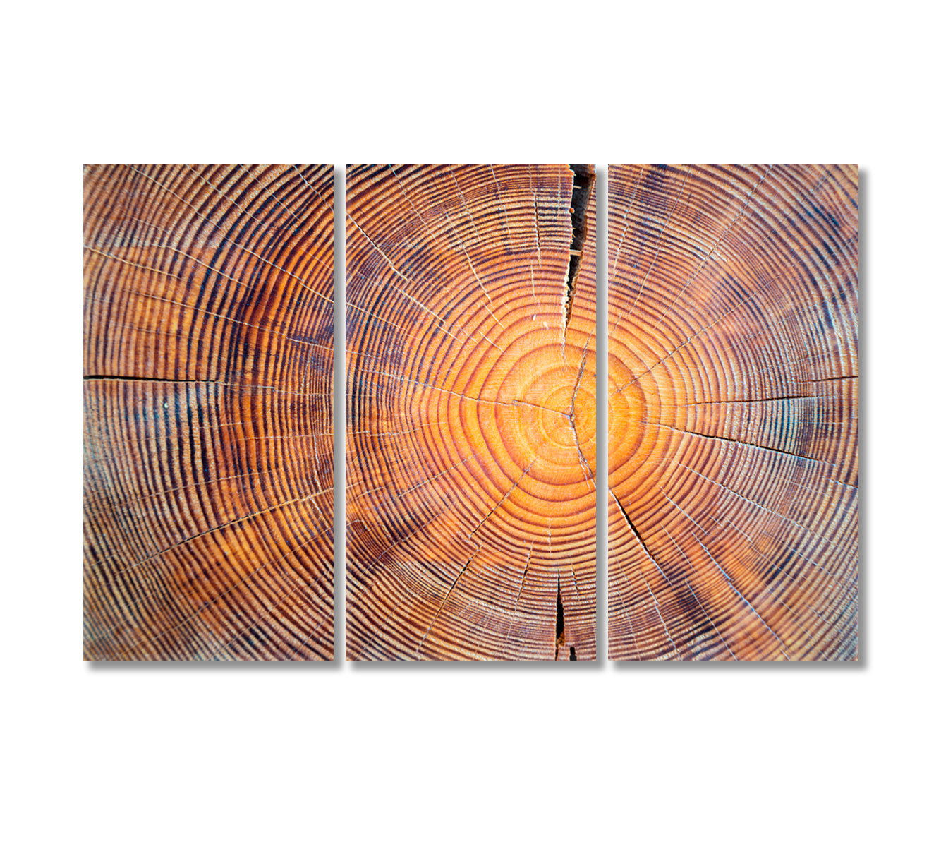 Old Cracked Log Canvas Print-Canvas Print-CetArt-3 Panels-36x24 inches-CetArt