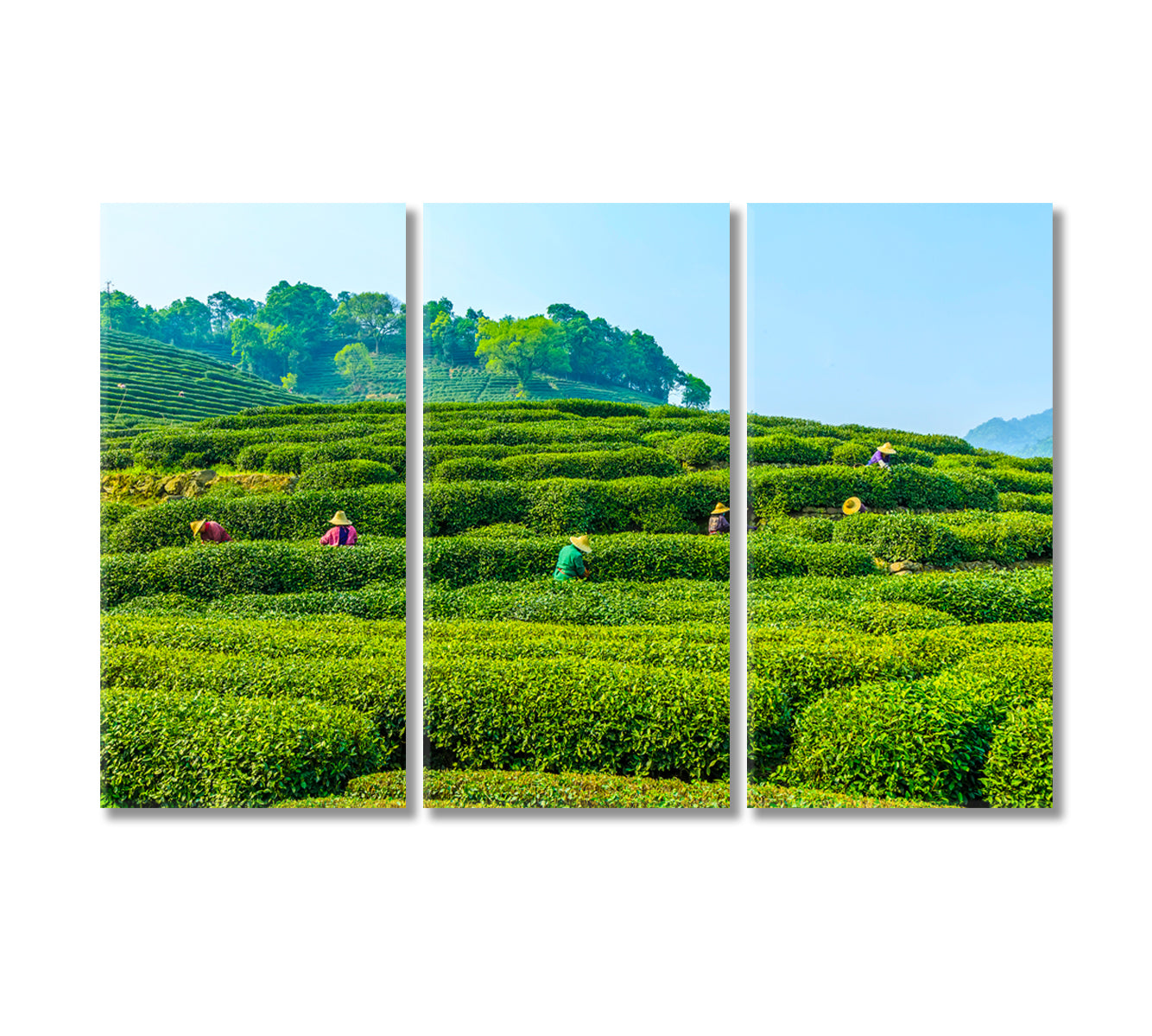 Tea Plantation in West Lake Longjing Hangzhou Canvas Print-Canvas Print-CetArt-3 Panels-36x24 inches-CetArt