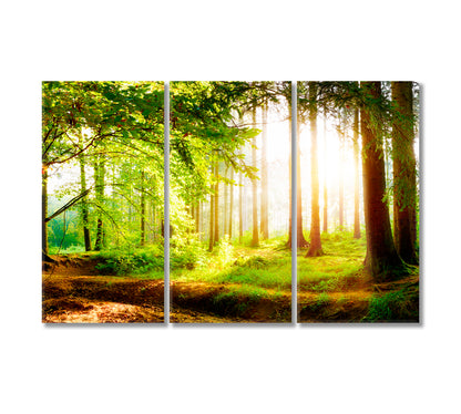 Beautiful Forest with Sunlight in Fog Canvas Print-Canvas Print-CetArt-3 Panels-36x24 inches-CetArt