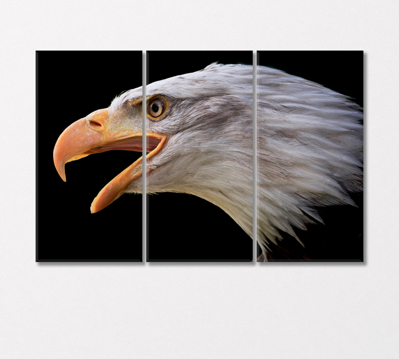 Portrait of Bald Eagle Canvas Print-Canvas Print-CetArt-3 Panels-36x24 inches-CetArt