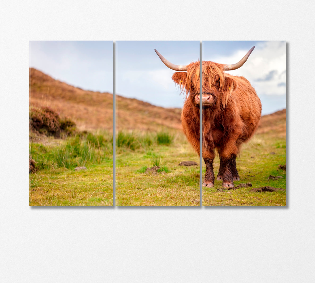 Scottish Highland Cow Canvas Print-Canvas Print-CetArt-3 Panels-36x24 inches-CetArt