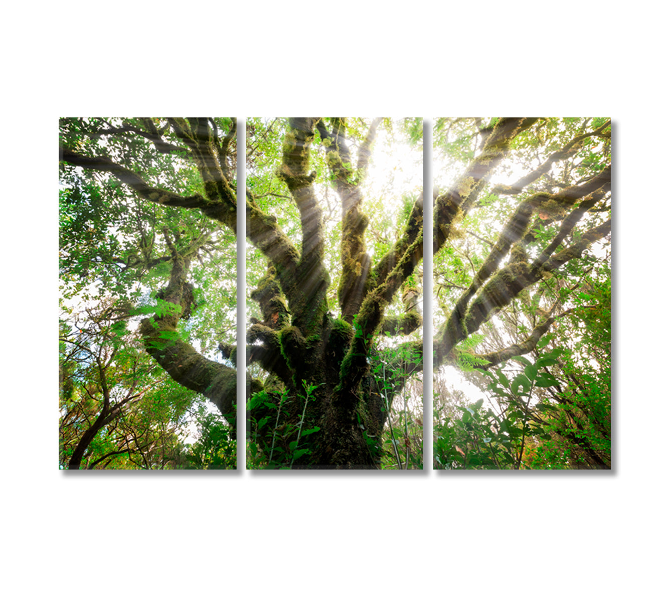 Laurissilva Forest Laurel Forest Madeira Canvas Print-Canvas Print-CetArt-3 Panels-36x24 inches-CetArt