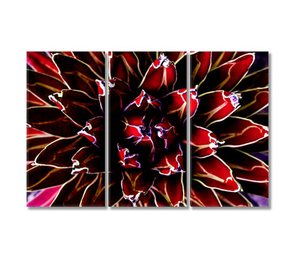 Purple Agave Cactus Canvas Print-Canvas Print-CetArt-3 Panels-36x24 inches-CetArt