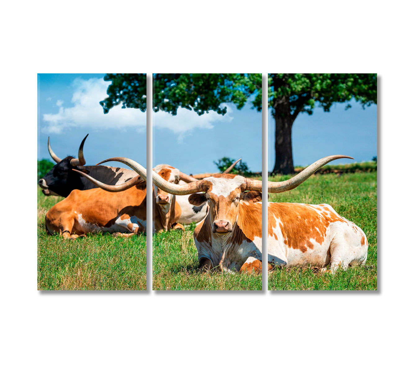Texas Longhorn Cattle Canvas Print-Canvas Print-CetArt-3 Panels-36x24 inches-CetArt