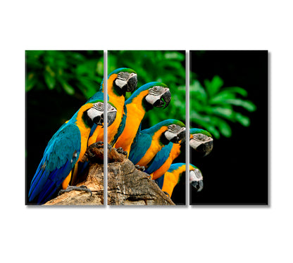 Blue and Yellow Parrots Canvas Print-Canvas Print-CetArt-3 Panels-36x24 inches-CetArt