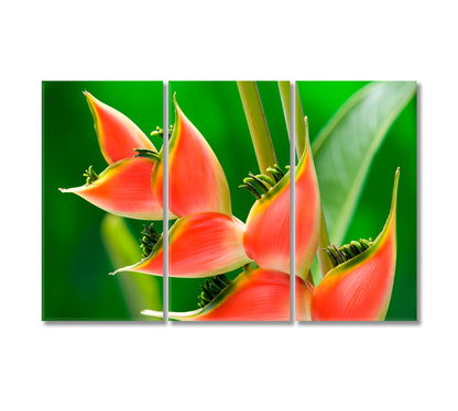 Red Tropical Flower Heliconia Canvas Print-Canvas Print-CetArt-3 Panels-36x24 inches-CetArt