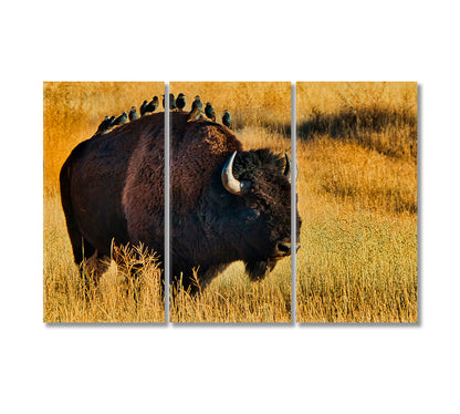 American Bison with Starlings on Back Canvas Print-Canvas Print-CetArt-3 Panels-36x24 inches-CetArt