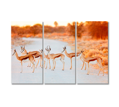 Springbok Herd in Etosha National Park Namibia Canvas Print-Canvas Print-CetArt-3 Panels-36x24 inches-CetArt