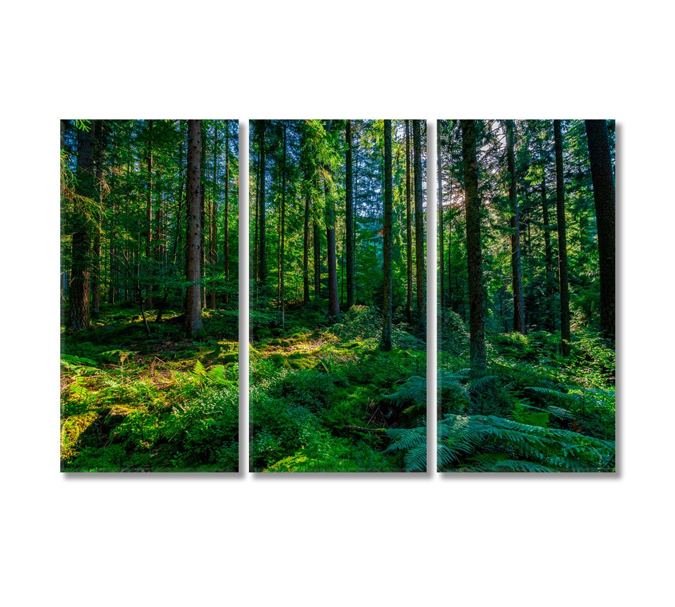 Green Black Forest Schwarzwald Germany Canvas Print-Canvas Print-CetArt-3 Panels-36x24 inches-CetArt