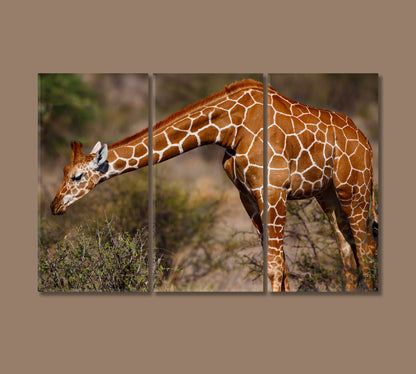 Giraffe in Samburu National Reserve Kenya Canvas Print-Canvas Print-CetArt-3 Panels-36x24 inches-CetArt