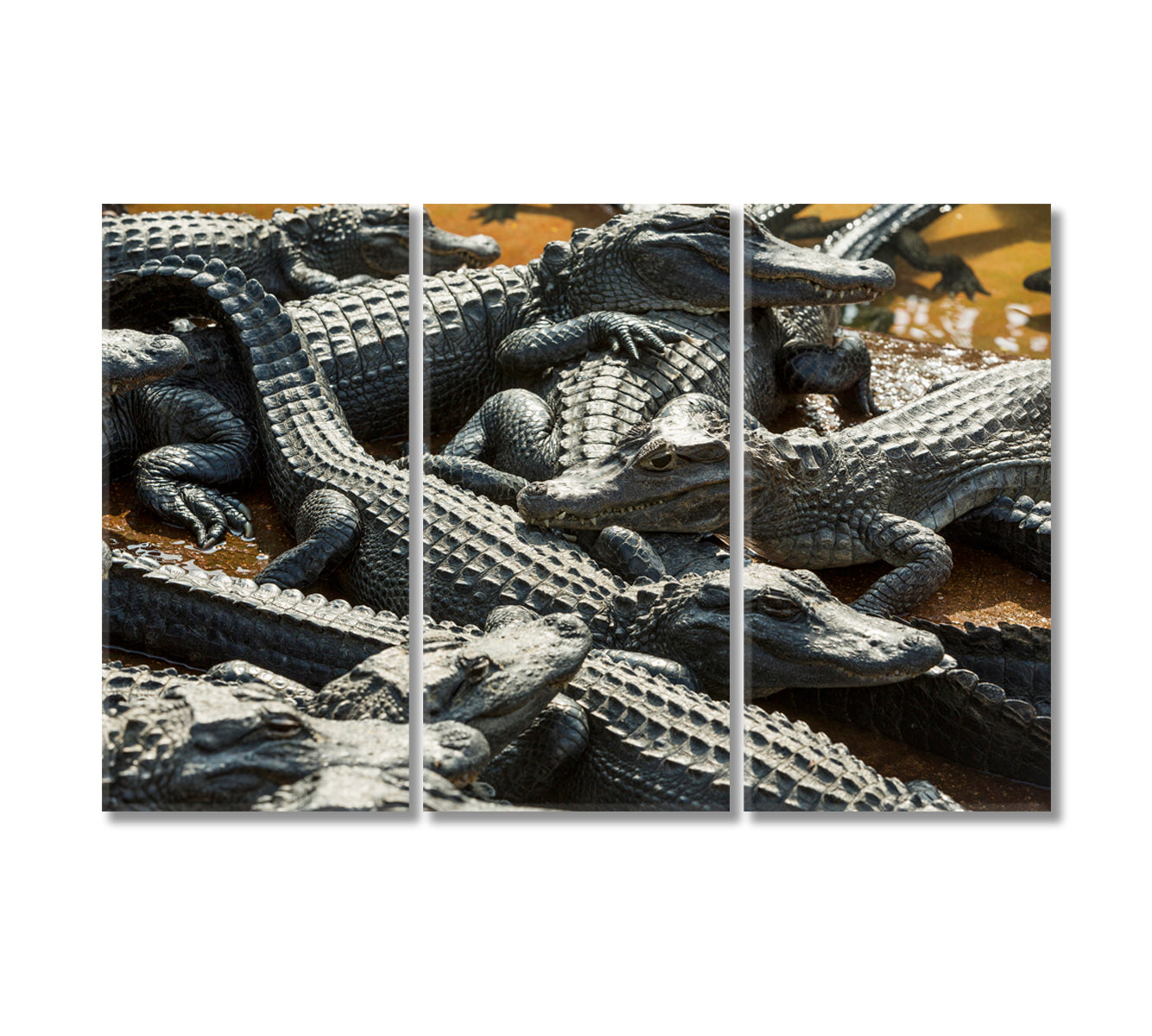 Alligators Canvas Print-Canvas Print-CetArt-3 Panels-36x24 inches-CetArt