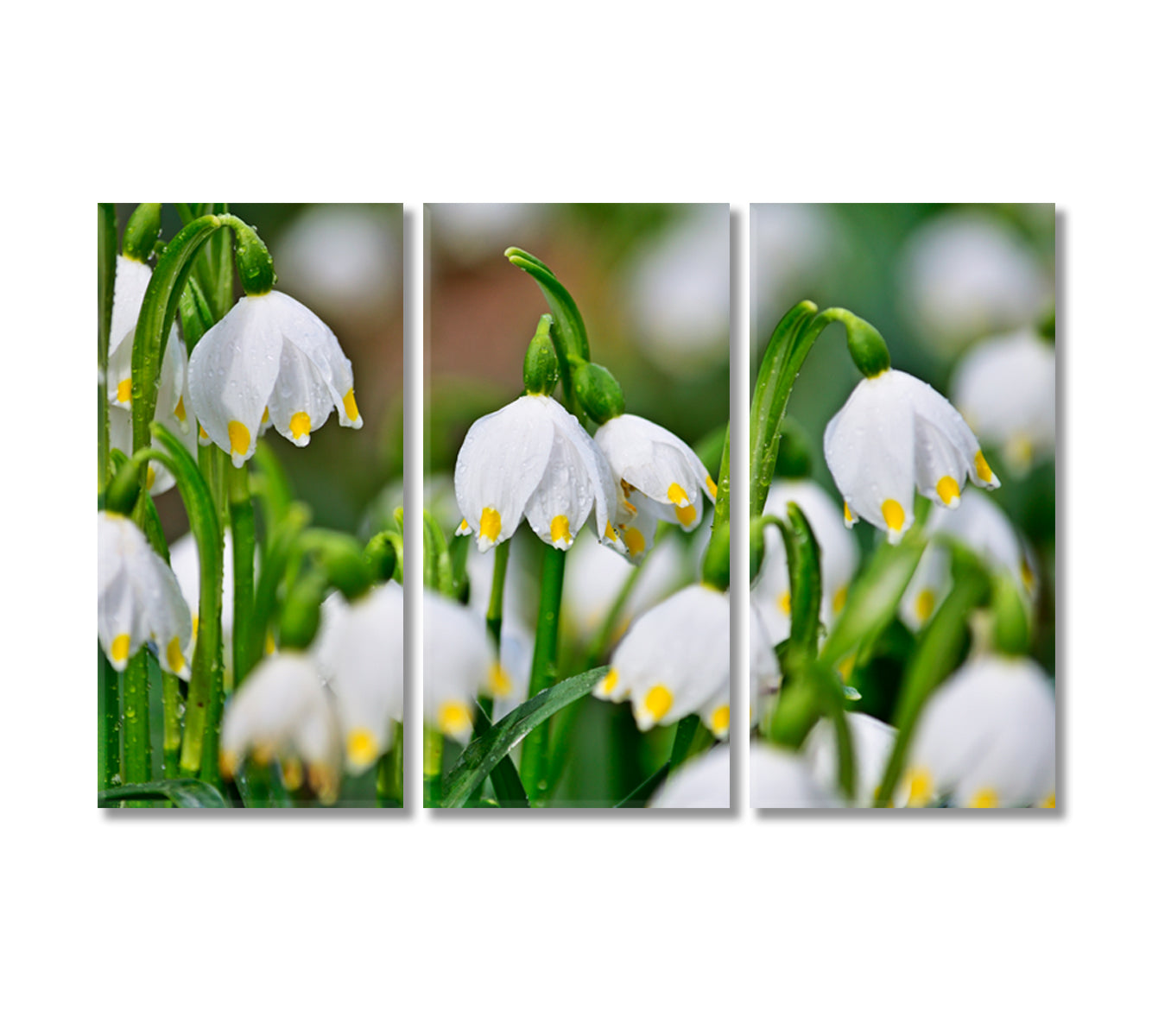 Snowdrops Flowers Canvas Print-Canvas Print-CetArt-3 Panels-36x24 inches-CetArt