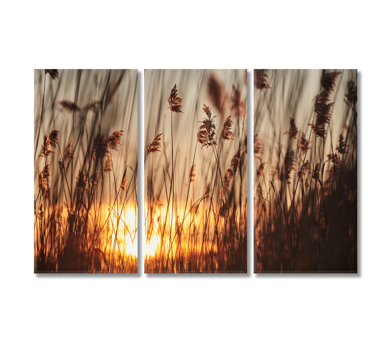Reeds in Rays of Sun Canvas Print-Canvas Print-CetArt-3 Panels-36x24 inches-CetArt