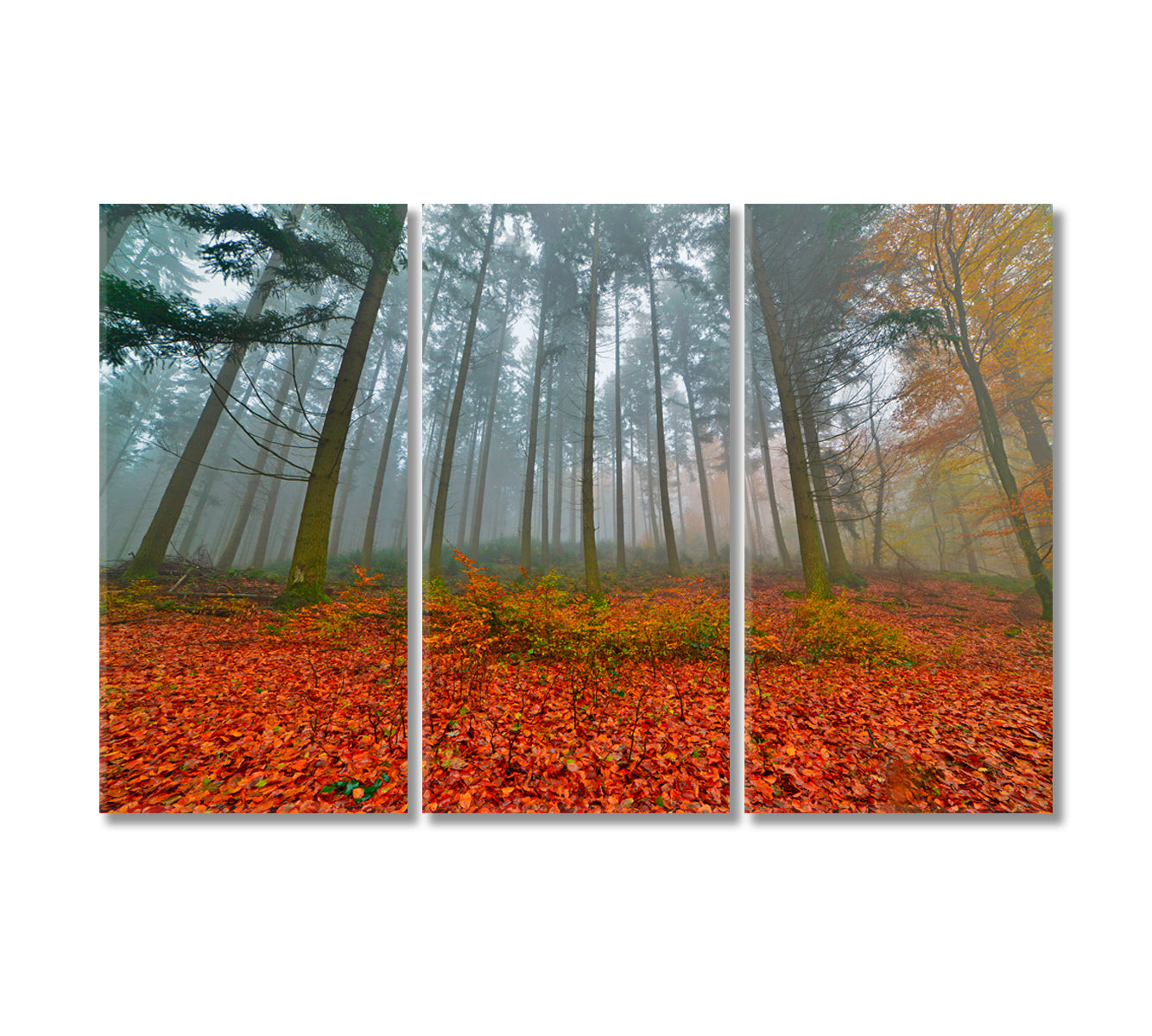 Foggy Autumn Pine Forest Canvas Print-Canvas Print-CetArt-3 Panels-36x24 inches-CetArt