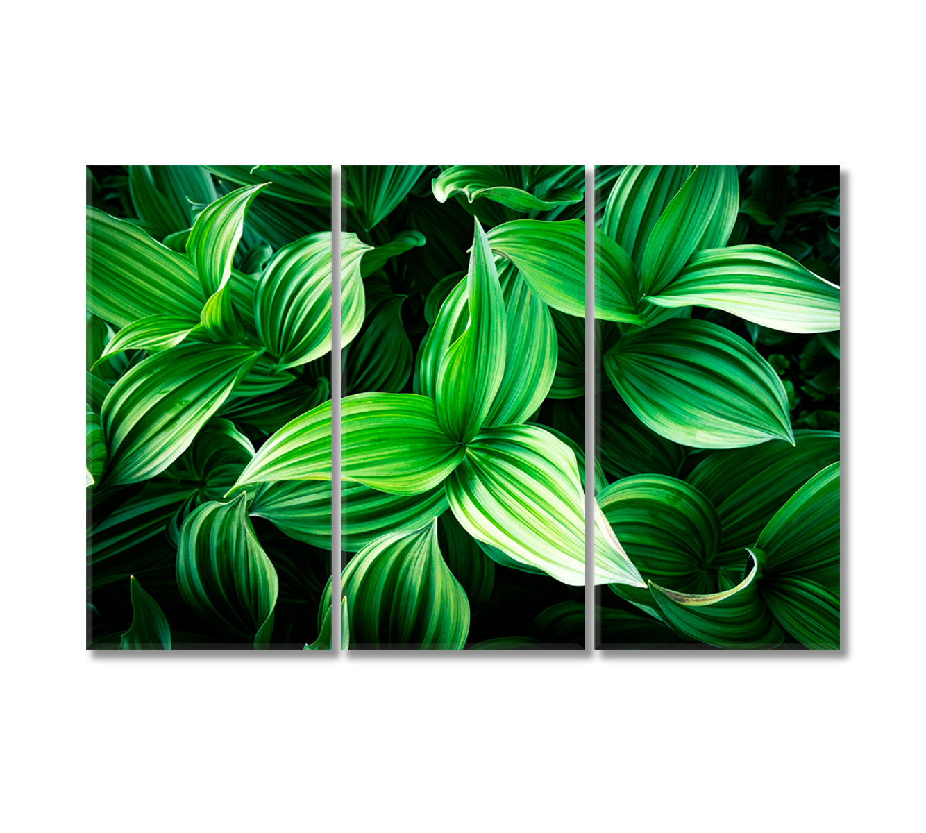 Leaves of Green Plants Canvas Print-Canvas Print-CetArt-3 Panels-36x24 inches-CetArt