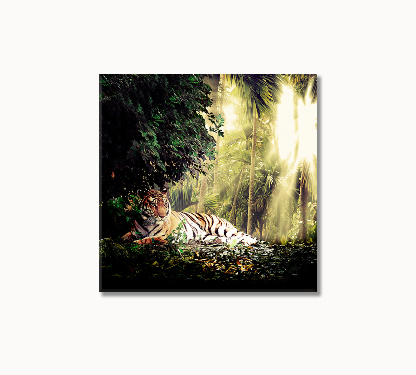 Sumatran Tiger in Rainforest Canvas Print-Canvas Print-CetArt-1 panel-12x12 inches-CetArt