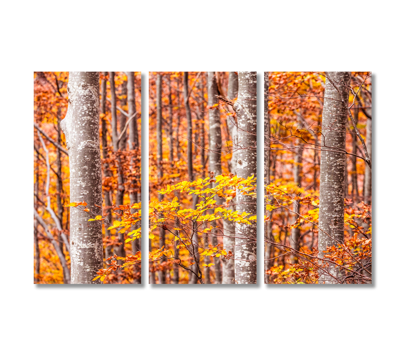 Autumn Beech Trees Forest Bologna Italy Canvas Print-Canvas Print-CetArt-3 Panels-36x24 inches-CetArt