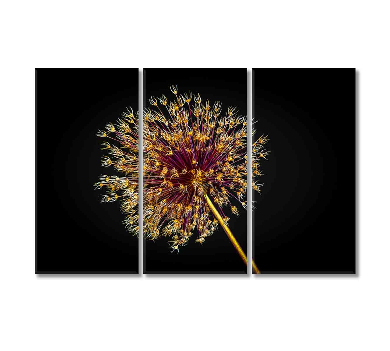 Dried Allium Flower Canvas Print-Canvas Print-CetArt-3 Panels-36x24 inches-CetArt