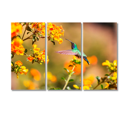 Colorful Hummingbird in Costa Rica Canvas Print-Canvas Print-CetArt-3 Panels-36x24 inches-CetArt