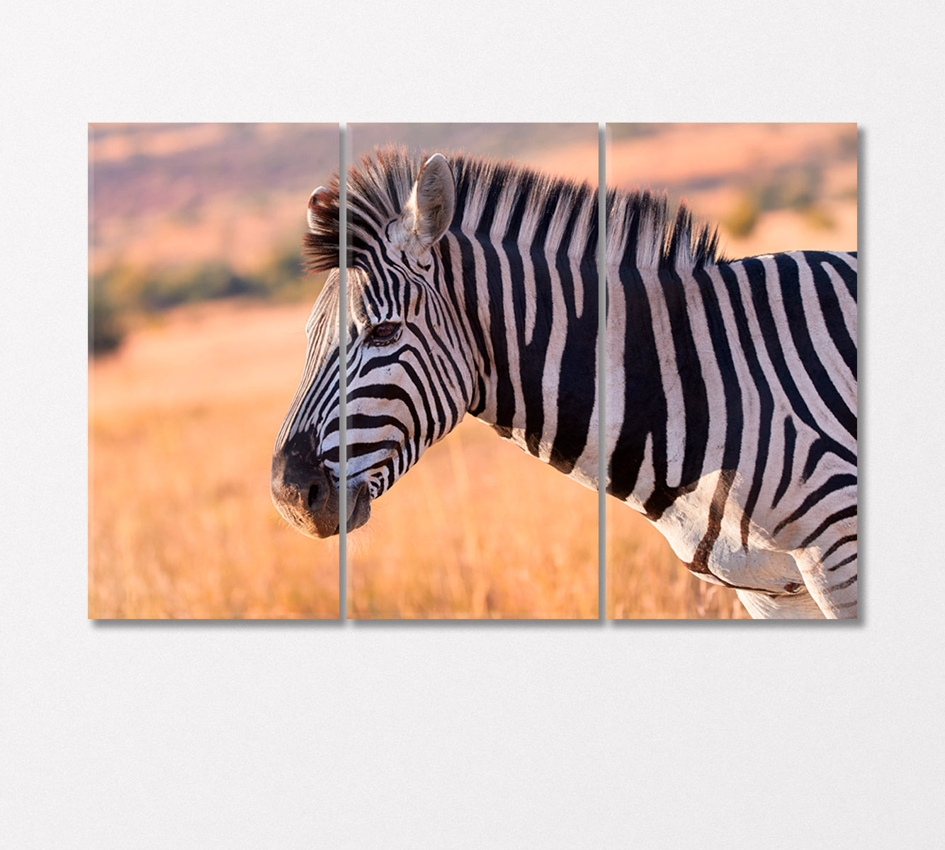 Portrait of Zebra Canvas Print-Canvas Print-CetArt-3 Panels-36x24 inches-CetArt