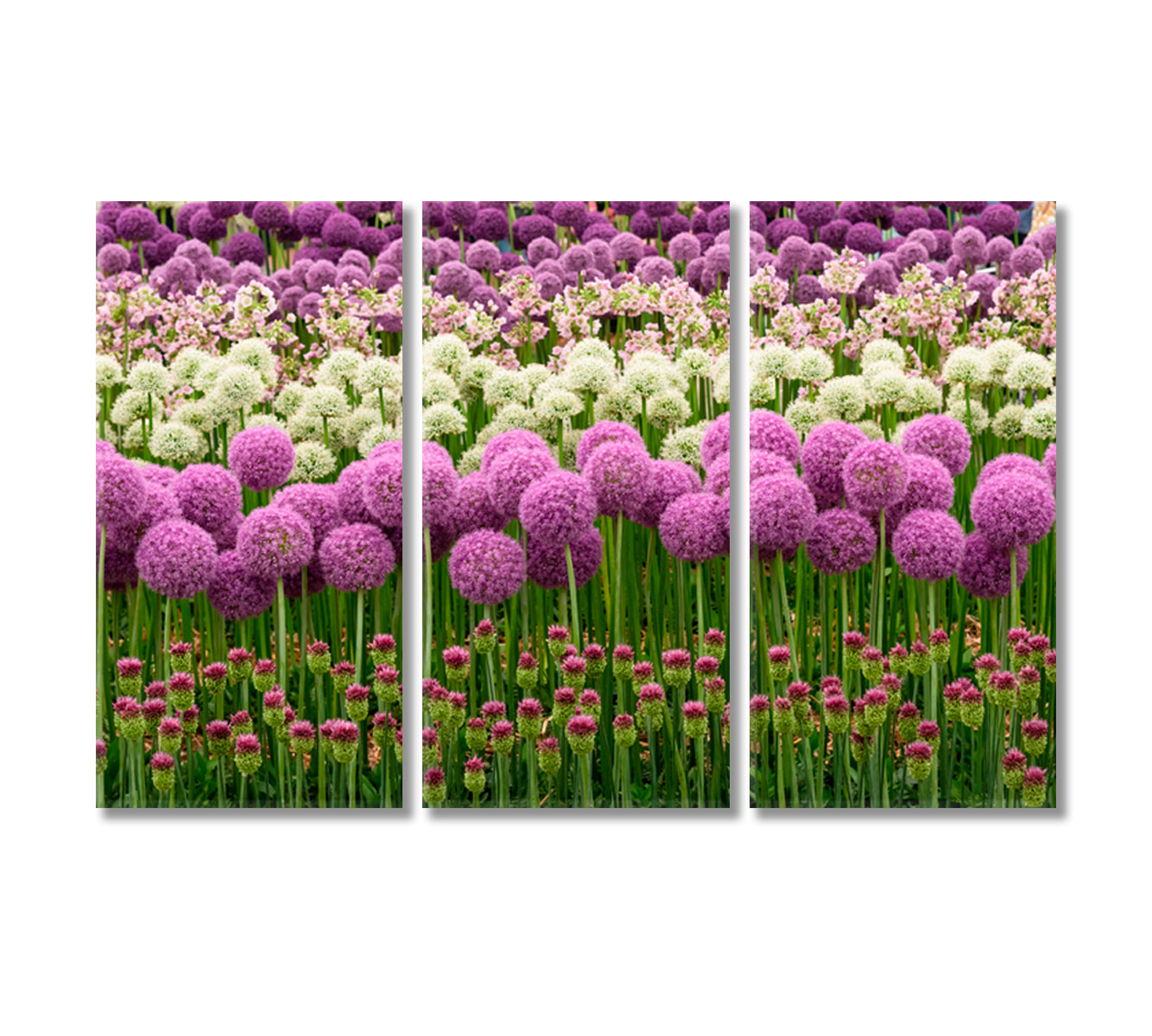 Blooming Purple and White Allium Canvas Print-Canvas Print-CetArt-3 Panels-36x24 inches-CetArt