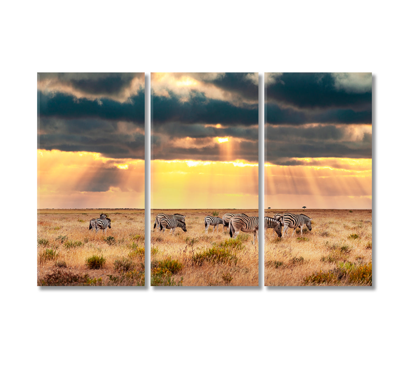 African Zebras Graze on Dry Savannah Pastures Canvas Print-Canvas Print-CetArt-3 Panels-36x24 inches-CetArt