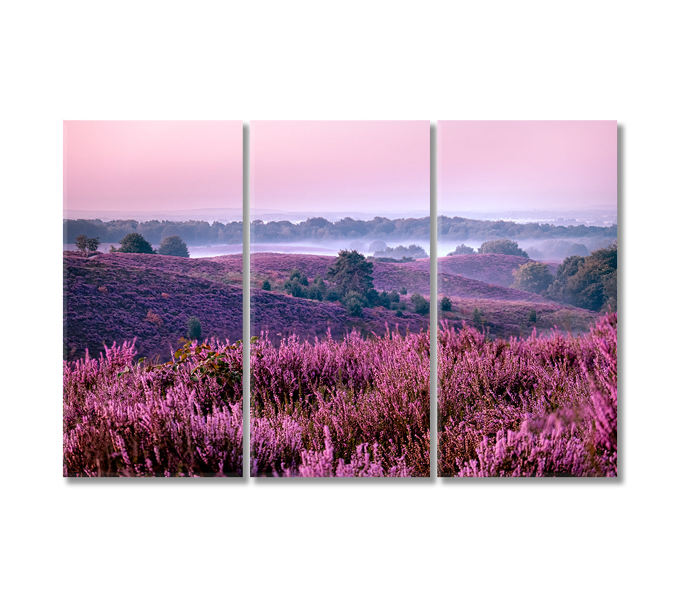 Blooming Heather Fields in Posbank National Park Canvas Print-Canvas Print-CetArt-3 Panels-36x24 inches-CetArt