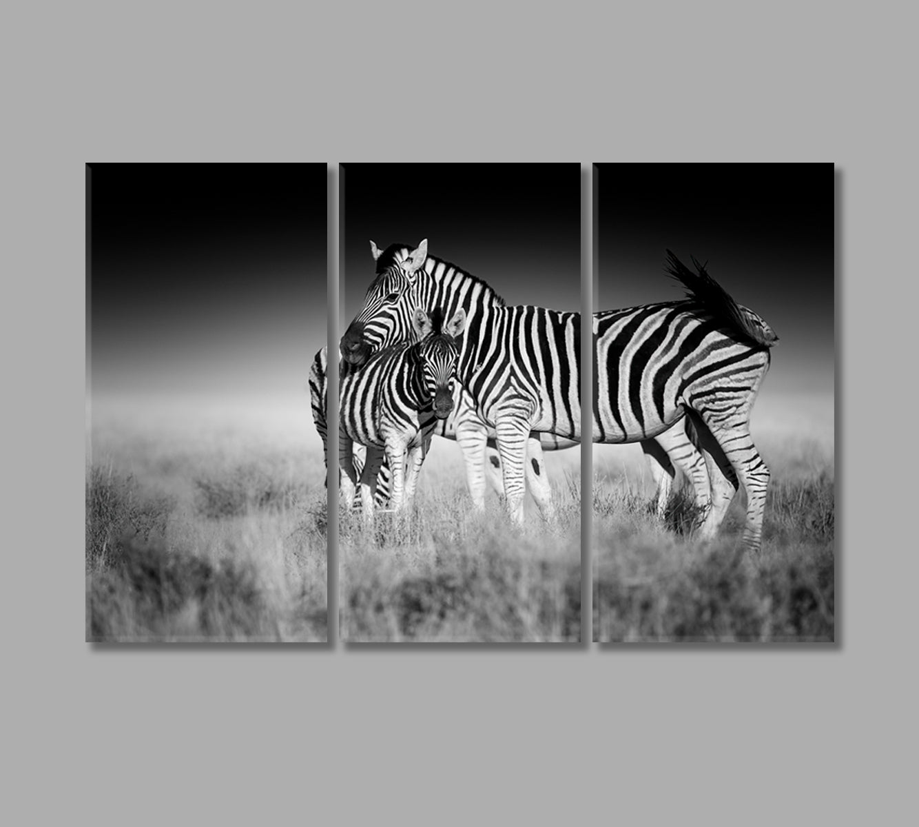 Zebra Mother and Foal in Black and White Canvas Print-Canvas Print-CetArt-3 Panels-36x24 inches-CetArt