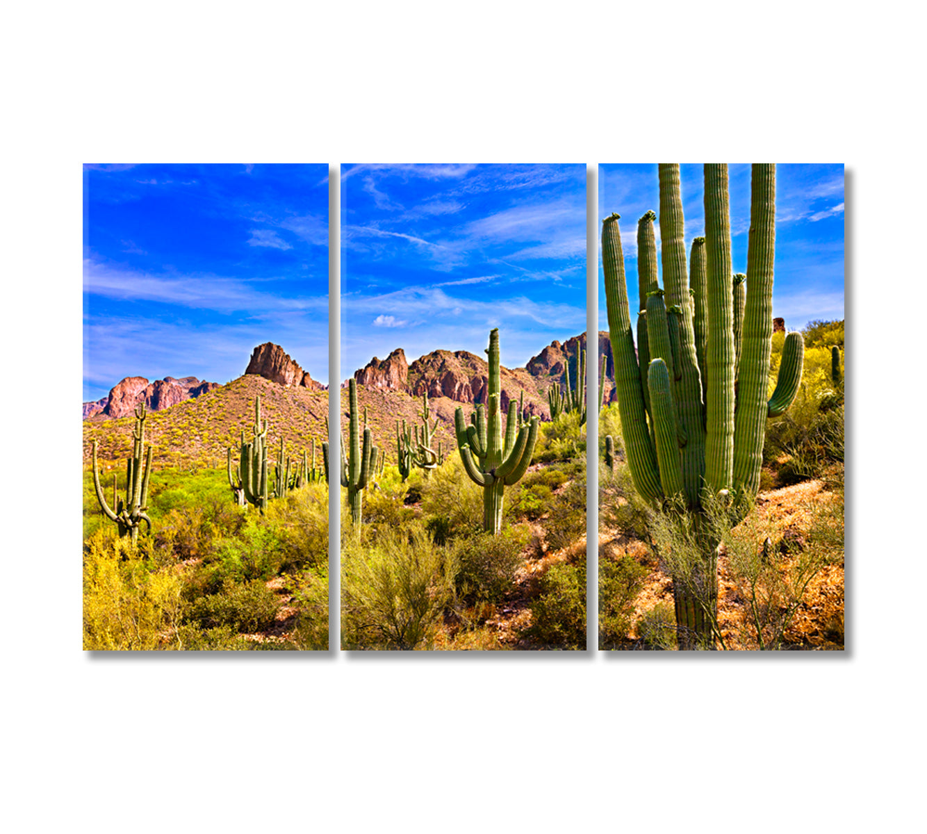 Saguaro Cactus in Sonoran Desert Arizona Canvas Print-Canvas Print-CetArt-3 Panels-36x24 inches-CetArt