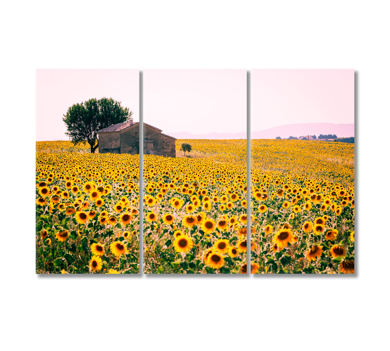 Valensole Plateau with Sunflowers Field Provence France Canvas Print-Canvas Print-CetArt-3 Panels-36x24 inches-CetArt